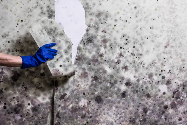 Best Commercial Mold Remediation in Avon Park, FL